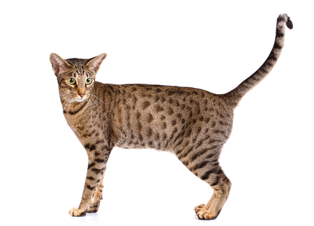 portrait of a ocicat cat on a white backgroundの写真素材