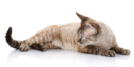 gray devon rex cat lying on white background background
