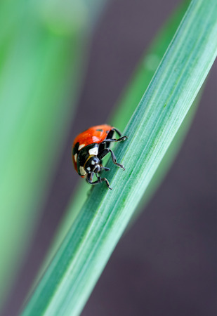 Ladybug on green leaf defocused background. macro foto