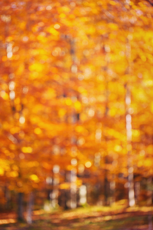 Abstract background, bokeh yellow autumn leavesの写真素材