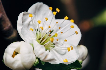 white flowers of cherry blossom on a tree branchの写真素材