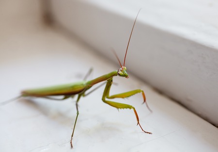 green insect mantis