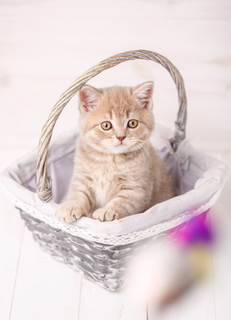 Sweet Scottish cream color kitty siting in a wicker basket. Portrait of a cat. Cat at homeの写真素材