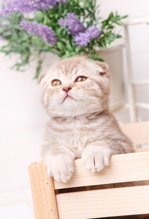Scottish fold cat. Baby animal portraitの写真素材