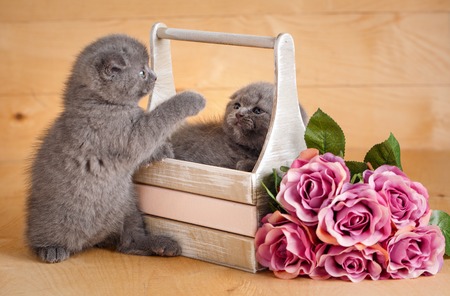 Kittens, Scottish Cat. A couple of cats fight near flowers. Bouquet of flowers. battle of kittens.の写真素材