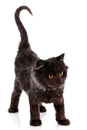 Cat, pet, and cute concept - black cat with yellow eyes on a white background. Pet. Best friend. No racismの写真素材