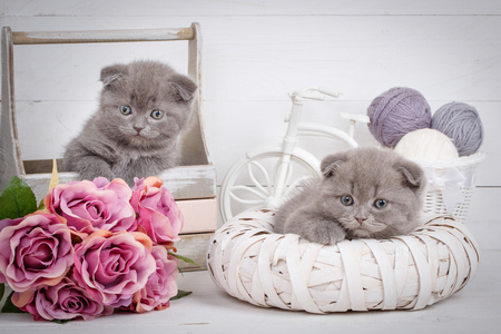 Home, calm and love concept - two Scottish Fold Cats fall asleep. Beautiful decorated house for kittens.の写真素材