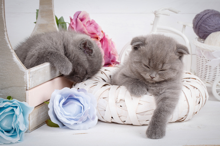 Malicious gray Scottish kittens after an active game. Sleeping cats. purebred catsの写真素材