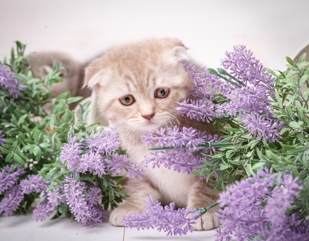 Cream-colored Scottish kitten sitting in a bouquet of lavender. Played in flowersの写真素材