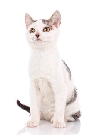 Cute little grey and white fluffy kitten sitting and looking isolated on white backgroundの写真素材
