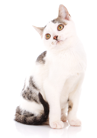 Portrait of a domestic cat. A pet on a white background. Fluffy, faithful and love conceptの写真素材