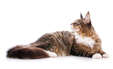 The great maine coon is lying on a white background. time for rest Calm cat is isolatedの写真素材