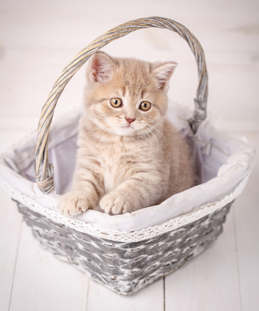 Purebred cats. Pet. The cream color Scottish strait cat sits in a wicker basket. A playful kittenの写真素材