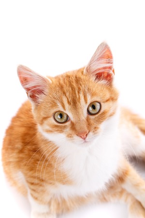 Close-up portrait of red kitten isolated on a white backgroundの写真素材