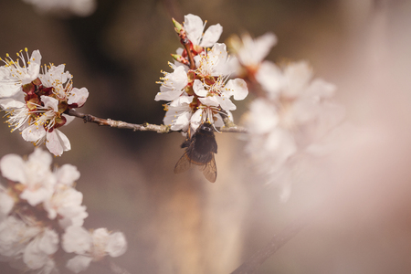bee crawls on plum blossom in spring. pollinated flowerの写真素材