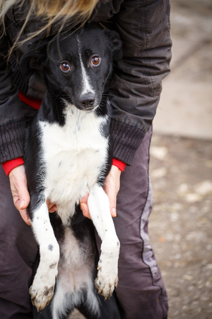 The unfortunate redheaded dog. Street dog in the hands of a woman. Help the dogs out of the streetの写真素材