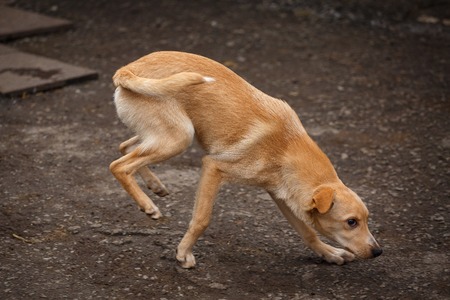 A stray dog walking along the street in the village. Homeless dog outdor. Hungry dogの写真素材