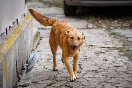 A stray dog walking along the street in the village. Homeless dog outdor. Hungry dogの写真素材