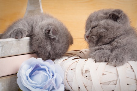 Sleeping Scottish Kittens. Home, calm and love concept - two Scottish Fold Cats fall asleep. Beautiful decorated house for kittens.の写真素材