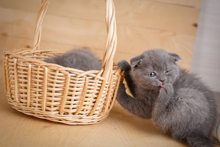 Little Scottish fold kitten licks his paw. Another kitten to hide in the basket. Played into hiding places.の写真素材
