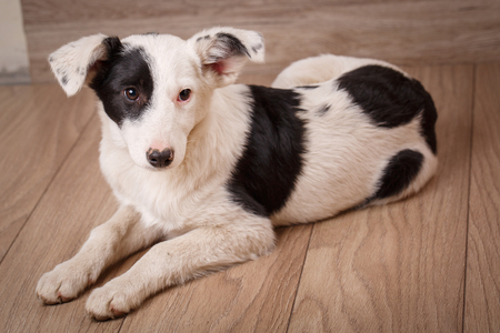 A frustrated and homeless black and white dog. Portrait of a homeless dog.Pet waits for the owner.の写真素材