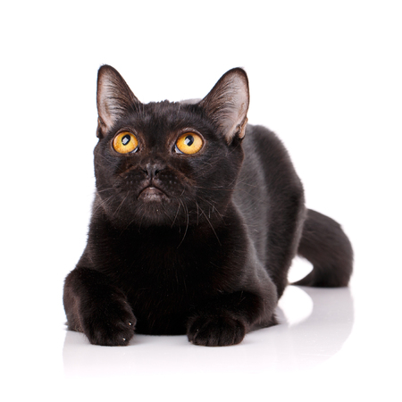 Bombay black cat with yellow eyes lying on a white background, looking upの写真素材