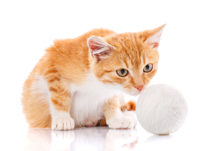 Cute orange kitten with white paws sitting next to a toy on a white background.の写真素材