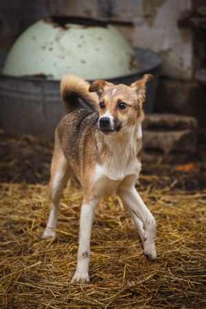 A stray dog walking along the street in the village. Homeless dog outdor. Hungry dogの写真素材