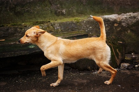 Homeless dog runs along the street. Lonely dogの写真素材