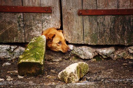 Closed dog. Dog after the door. The dog looks from the hole in the door. Curious and playful dog.の写真素材