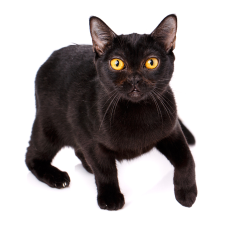 Animal, cat, pet concept - burmese cat on a white backgroundの写真素材
