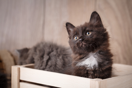 Purebred cats. Purebred kitten Kurilian Bobtail on a wooden boxの写真素材