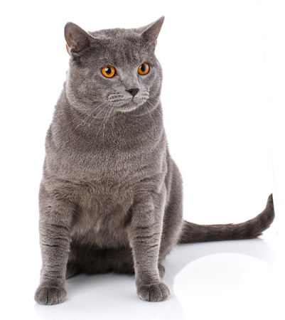 Grey Chartreux cat with yellow orange eyes isolated on white background. Studio shot. Origin from France. Beautiful pet.の写真素材