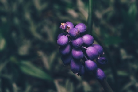Close up of a blue grape hyacinth, Muscari neglectumの写真素材
