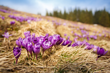 Blossom of crocuses at spring in the mountains. Colorful background.の写真素材