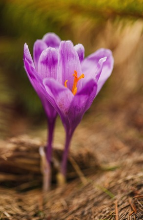 Beautiful first spring flowers. View of close-up blooming violet crocuses in the mountains. Natural background.の写真素材