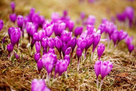 Spring snow melt and in the Carpathian valleys grow beautiful alpine flowers crocus, crocuses,の写真素材