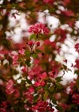 Red flowers of cherry blossom in spring. Flowers on a branch of a tree. The time of springの写真素材