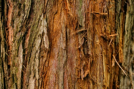 Tree trunk texture. Torn tree background. Tree in the forestの写真素材