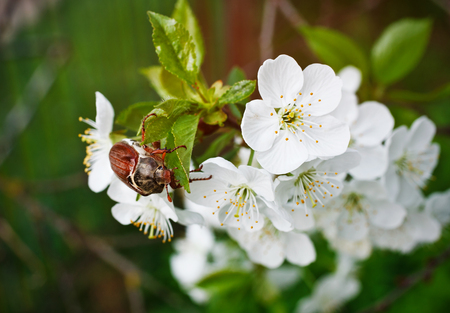 cherry blossom flower chafer on macroの写真素材