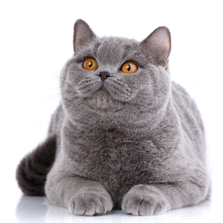 Gray cat british straight on a white background. Purebred cat.. Well-groomed kitten. Pet, comfort, love and serenity conceptの写真素材