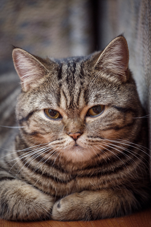 Kitten portrait of Scottish catの写真素材