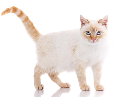 Portrait of domestic white and red kitten. Cute young cat.の写真素材