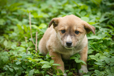 Unhappy homeless dog that lives underground. Dog in gardenの写真素材