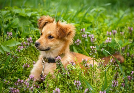The redheaded homeless dog siting on garden in the village.