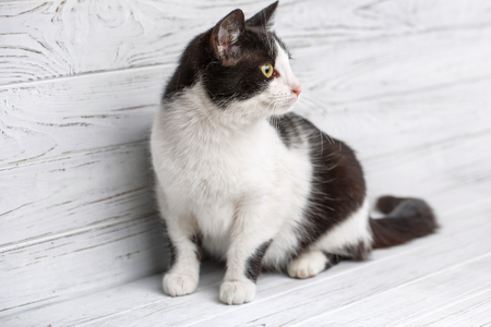 Animal, cat and pet concept - Portrait of a black and white cat on a light wooden background.の写真素材