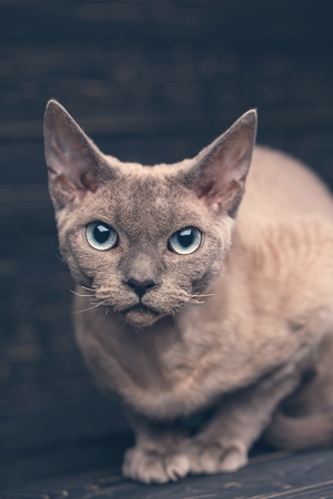 Cat without breed. A simple gray cat on a dark background.