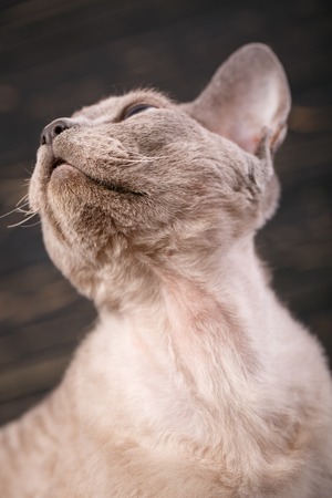 Portrait of a brown brown cat on a dark wooden background. Pet portrait