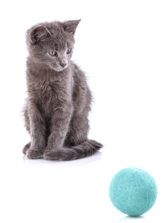 Gray kitten sitting and looking at blue tangle. A playful kitten. Isolated on a white backgroundの写真素材