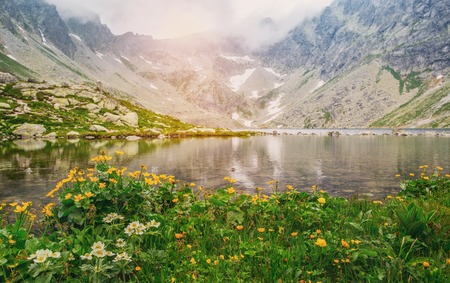 Hincovo pleso in fog at sunrise. Lake with mountain flowers in the Carpathians. Lonely with nature. Hiking concepte.の写真素材